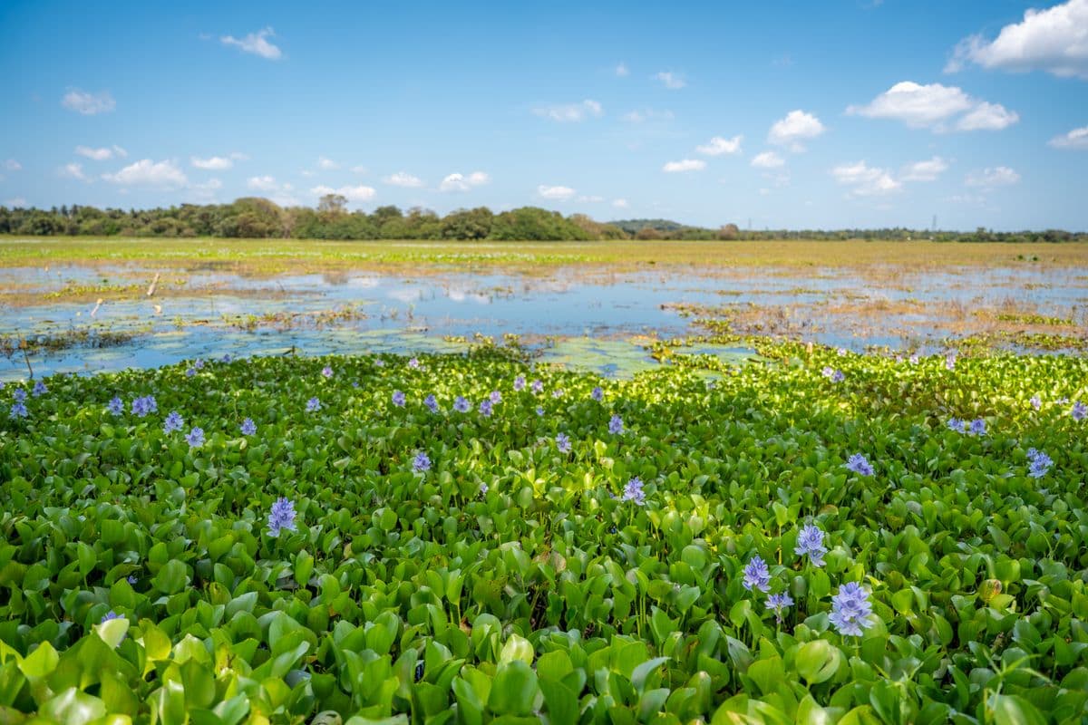 Bundala National Park