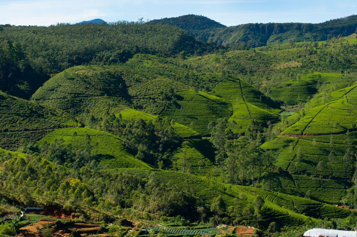 Central Highlands